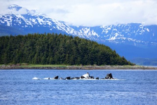 Icy Strait Point, Alaska, Kanada, Paket Tour Alaska Kanada Dengan Cruise Celebrity Century